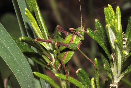 Odontura glabricauda